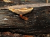 Possibly a Crepidotus growing on fallen timber.