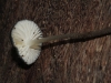 Xerula sp.  Black top, white gills and a long slender stem.