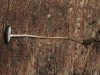 The Xerula sp showing its long slender stem, or stipe.