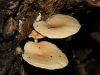 Crepidotus nephrodes, which grows on decaying logs.