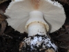 Another view of the Amanita ochrophylloides.