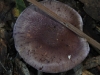 Lepista nuda - I think, but wouldn&#039;t put my house on it. Could be a Cortinarius.