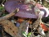 A Cortinarius archeri emerges from the leaf litter.