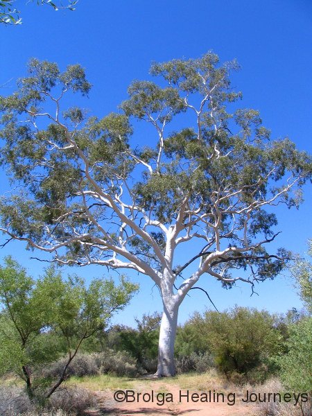 The enormous Ghost Gum near Trephina Gorge, East MacDonnell Ranges, NT