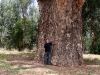 Peter at the base of Giant Red Gum of Orroroo