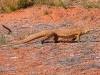 A Perentie - our first sighting.  Crossing the track in the Murchison district WA