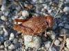 common-toadhopper
