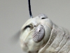 Close-up, Grasshopper head