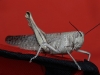 Large Grasshopper, Alice Springs