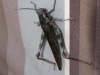 Monster Grasshopper - about 4 inches long, Alice Springs