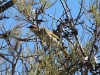 Grey-Fronted Honeyeater (I think), Rocky Gap walk, West MacDonnell Ranges