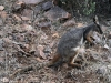 Yellow-Footed Rock Wallaby, Warren&#039;s Gorge near Quorn