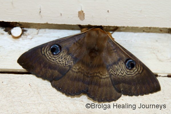 Woomera moth