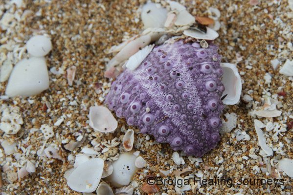 Piece of shell, Browns Beach, Innes Ntl Pk 