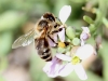 Bee on wildflower