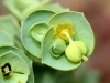 Close-up of flower head, beach plant. Whole thing 1cm across