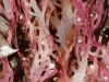 Seaweed, macro shot