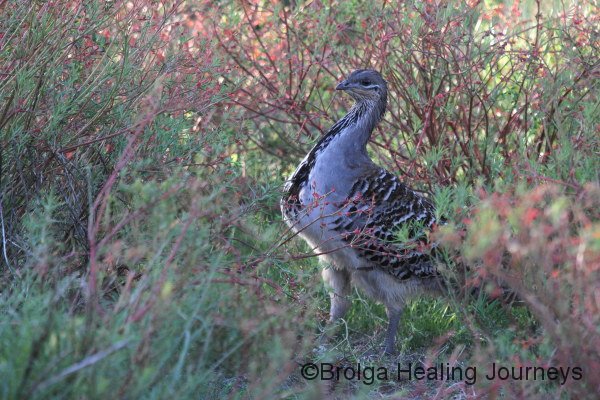 Malleefowl, Inneston. This one had distinctive throat markings, probably a male