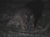 Tammar Wallaby, Inneston. The ear-tags enable them to be recorded and tracked