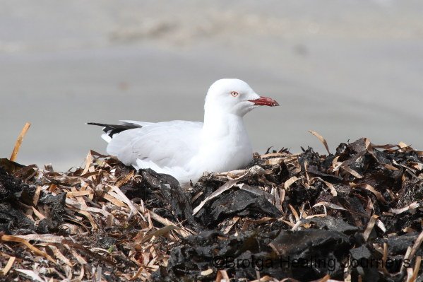 Silver Gull, Pondalowie Bay