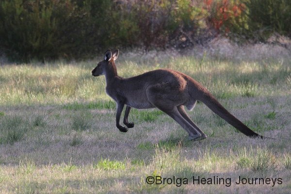 On your marks! Western Grey Kangaroo