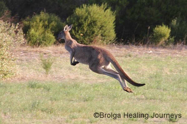 In full flight. Western Grey Kangaroo