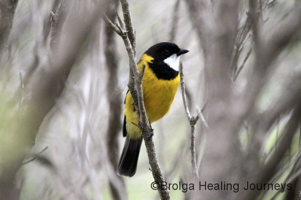 Male Golden Whistler, walk from Browns Beach to Gym Beach.  You hear his beautiful song, then see a flash of gold through the trees