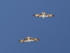 Two Ospreys in flight