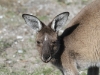 Close-up, female Western Grey Kangaroo, a regular visitor to the campground