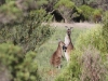 Western Grey Kangaroos, mother &amp; child. We have never seen prettier roos than those at Innes