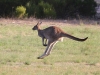 Go!  Western Grey Kangaroo