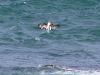 Osprey dives into ocean for food.  Near Royston Head, Innes Ntl Pk