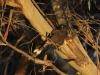 Grey Currawong at dusk - the yellow eye is a giveaway!