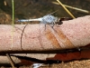 Close-up of Dragonfly at waterhole