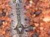 Even the caterpillars at Uluru are beautiful