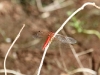 Dragonfly, Kantju Gorge