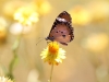 Lesser Wanderer Butterfly on Golden Everlasting Daisy