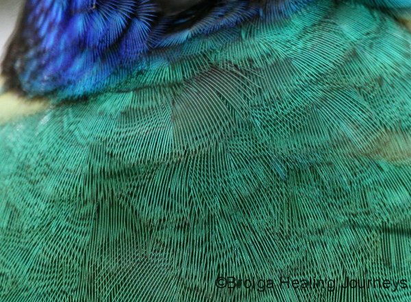 Detail of feathers, Australian Ringneck