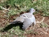 Not injured, just sunning itself.  Crested Pigeon near our campsite, Alice Springs