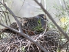Common Bronzewing on nest, Alice Springs