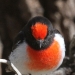 Male Red-Capped Robin, close-up