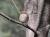 Female Red-Capped Robin, Alice Springs.