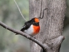 Male Red-Capped Robin, Alice Springs