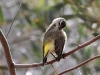 Yellow Rumped Thornbill showing why it got its name
