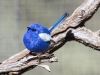 Male White-Winged Fairy Wren.  A boring name for a gorgeous little bird. Alice Springs
