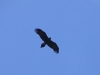 Wedge-Tailed Eagle with good view of wedge-shaped tail