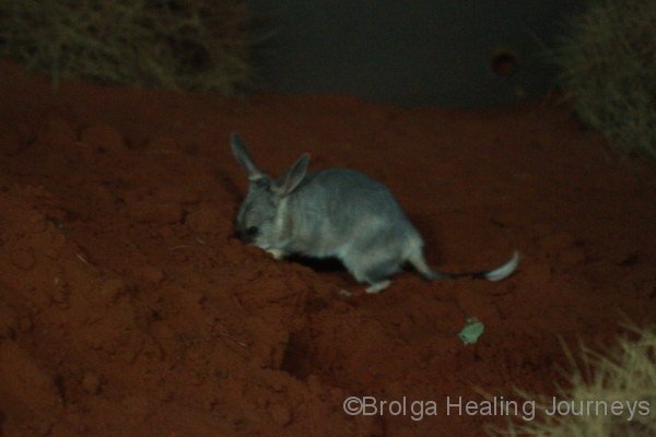 A young male Greater Bilby develops his burrowing skills