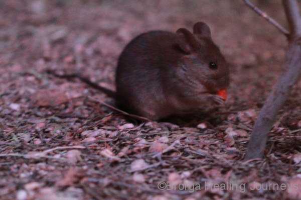 Greater Stick-Nest Rat.  Nocturnal House, Alice Springs Desert Park.  These creatures build nests from sticks (surprise, surprise!). The nests can reach two metres tall