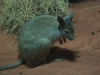 Mala, Nocturnal House, Alice Springs Desert Park. Our smallest Wallaby