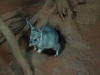 Greater Bilby emerges from burrow, Nocturnal House Alice Springs Desert Park